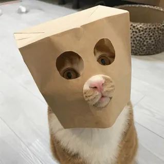 🐱 gato, saco de papel, engraçado, animal de estimação, animal, fofo, gato laranja, bobo telegram sticker