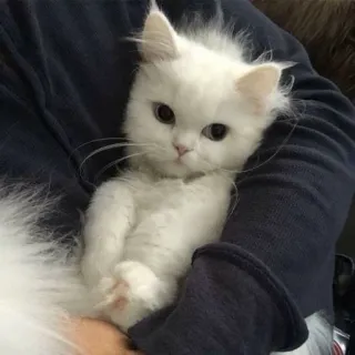 💘 猫, 子猫, 白, ふわふわ, かわいい, ペット, 動物 whatsapp sticker