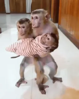 🤱 Affen, Tiere, Familie, süß, Baby whatsapp sticker