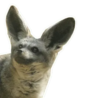 🦊 bat-eared fox, animal, wildlife, fox, mammal, ears telegram sticker