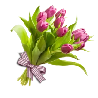 😫 Blumen, Tulpen, Strauß, Geschenk, Rosa, Band telegram sticker
