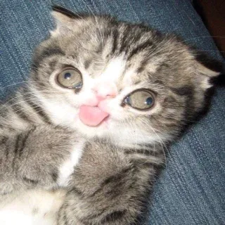 🐱 gato, gatito, animal, lindo, mascota, lengua, gracioso telegram sticker