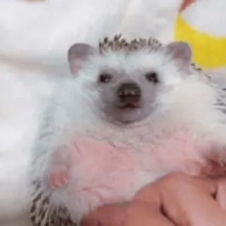 🦔 ёж, животное, милый, домашнее животное telegram sticker
