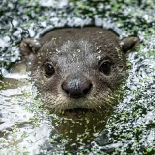 🦦 nutria, animal, agua, lindo, fauna, naturaleza, mamífero telegram sticker