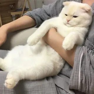 🪐 cat, pet, animal, white cat, domestic animal, Scottish fold, cute telegram sticker