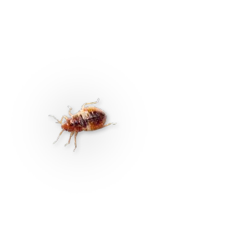🐞 pluskwa, robak, insekt, szkodnik, krwiopijca telegram sticker