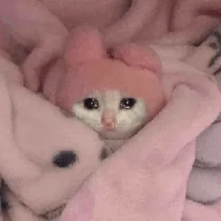 😭 cat, sad, cute, animal, pet, kawaii, crying, blanket telegram sticker