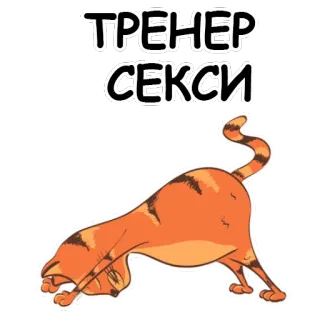 🐱 ТРЕНЕР СЕКСИ kot, trener, seksowny, zwierzę, zwierzę domowe whatsapp sticker