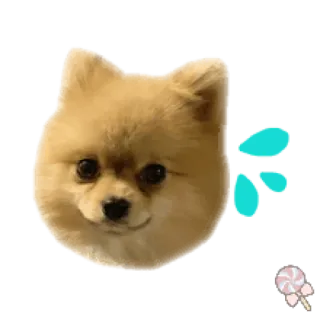 🐶 собака, померанский шпиц, милый, домашнее животное, животное, наклейка telegram sticker
