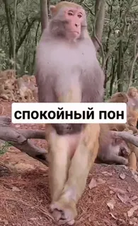 😍 СПОКОЙНЫЙ ПОН Affe, ruhig, Tier telegram sticker