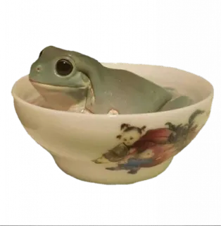 🕸 frog, bowl, amphibian, animal, pet, cute, funny telegram sticker