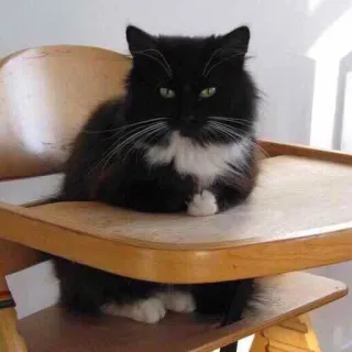 😑 gatto, gatto nero, sedia, animale, animale domestico, gatto domestico whatsapp sticker