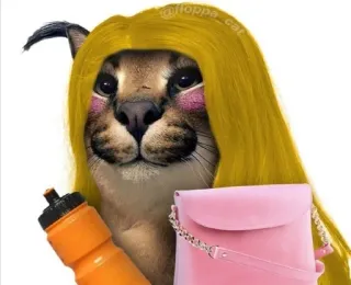 💄 cat, floppa, wig, meme, bag, water bottle telegram sticker