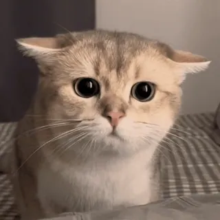 😐 cat whatsapp sticker