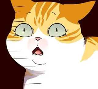 🐈 gato, animal, meme, impactado, sorprendido, expresión, gracioso telegram sticker