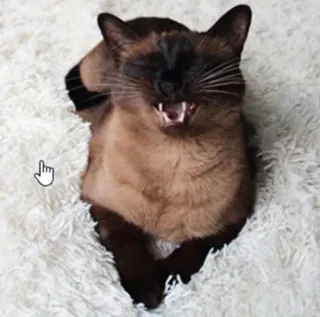 😑 кошка, животное, питомец, кошачий, сиамская кошка telegram sticker