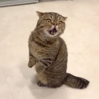 😾 猫, 動物, ペット, 哺乳類 telegram sticker