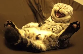 😂 cat, animal, pet, feline, mammal, domestic cat, yawning, laughing telegram sticker