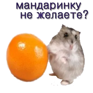 🍊 МАНДАРИНКУ НЕ ЖЕЛАЕТЕ? Хомяк, Мандарин, Фрукт, Милый, Животное, Питомец, Еда telegram sticker