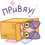👋 kot, pudełko, słodki, zwierzę, kreskówka, zwierzę domowe, kociak telegram sticker