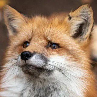 🦊 whatsapp sticker
