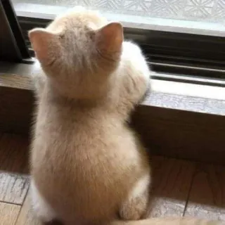 😾 子猫, 猫, 窓, ペット, 動物, 飼い猫 telegram sticker