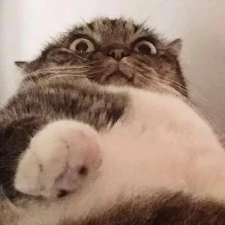 😐 cat, funny, animal, meme, pet, cute telegram sticker