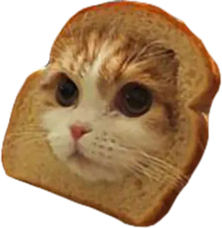 😽 cat, bread, funny, animal, toast telegram sticker