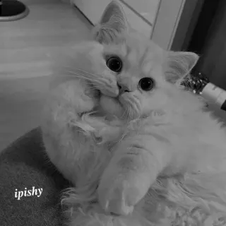 🕸 ipishy 猫, 白猫, 小猫, 波斯猫, 可爱, 动物, 宠物 telegram sticker