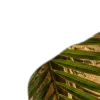 🥥