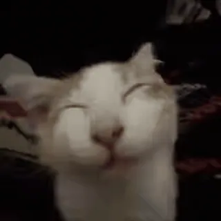 🌟 cat whatsapp sticker