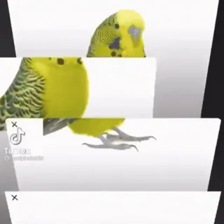 🍐 セキセイインコ, インコ, 鳥, ペット, 動物, かわいい telegram sticker