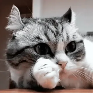 🤔 猫, 動物, かわいい, 子猫, ペット, 飼い猫 whatsapp sticker