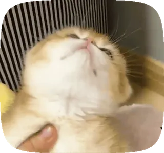 😒 gato, gatito, mascota, animal, lindo, doméstico whatsapp sticker