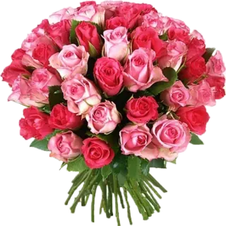 💐 цветы, розы, букет, розовый, красный, цветочный, подарок, природа whatsapp sticker