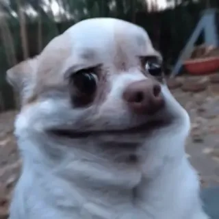 😟 dog, chihuahua, animal, pet, meme, funny telegram sticker