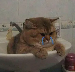 😭 gatto, triste, piangendo, lavandino, animale, animale domestico telegram sticker