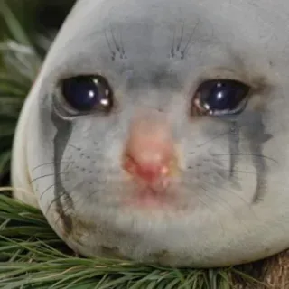 😭 Seehund, weinen, traurig, Tier, Meme telegram sticker