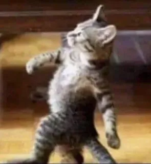 😬 chat, chat qui danse, animal, animal de compagnie, mème telegram sticker