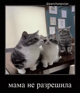 😢 мама не разрешила cats, meme, funny, humor telegram sticker