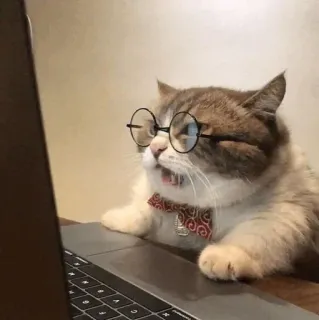 🐈 แมว, แล็ปท็อป, แว่นตา, อินเทอร์เน็ต, อารมณ์ขัน, หูกระต่าย, สัตว์, สัตว์เลี้ยง telegram sticker