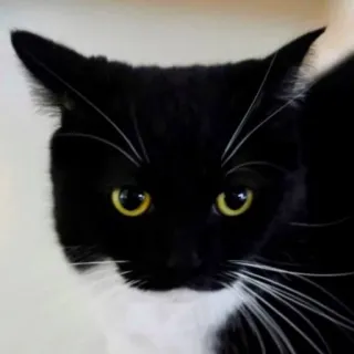 😒 cat, animal, black and white, domestic cat, pet whatsapp sticker