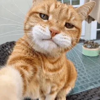 🐱 gatto, gatto arancione, selfie, animale, animale domestico, gatto domestico telegram sticker