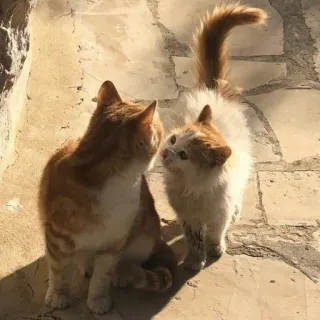 🎀 cats, animals, pets, orange, white whatsapp sticker