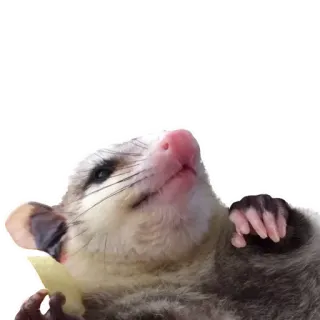 🤩 Opossum, süß, Tier, Säugetier, Natur, Wildtier whatsapp sticker