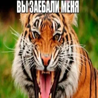😡 ВЫ ЗАЕБАЛИ МЕНЯ tiger, tier, wütend, meme, lustig, russisch telegram sticker