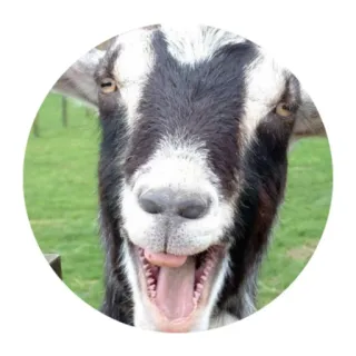 😱 goat, animal, farm, funny, meme telegram sticker