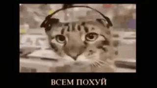 😁 ВСЕМ ПОХУЙ Katze, Kopfhörer, Russisch, Meme, Tier, Lustig whatsapp sticker