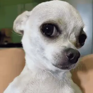 🌟 chihuahua, perro, lindo, animal, mascota, perro pequeño telegram sticker