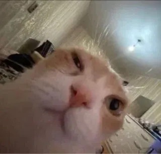 🤩 kucing, hewan, peliharaan, meme, lucu, close-up whatsapp sticker